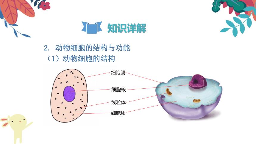 动物细胞研究的新知与应用领域，发展趋势与挑战分析