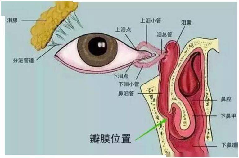 泪点低可能源于大脑神经的发达触发感性情感波震颤的信号流转效应分析